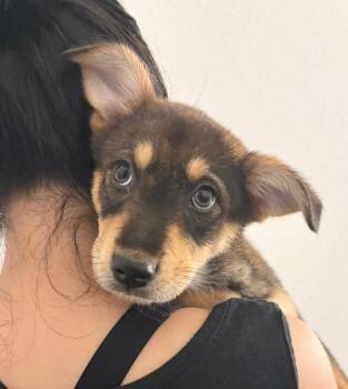 Foxy -  German Shepherd Dog and Cattle Dog Dog for Adoption in Los Angeles, California - Foxy | PetCurious