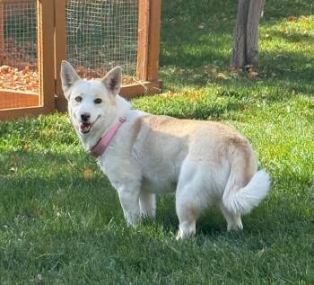 Maggie-Pharisee -  Husky Dog for Adoption in Fort Lupton, Colorado - Maggie-Pharisee | PetCurious