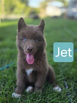 JET -  Siberian Husky and Mixed Breed Dog for Adoption in Omaha, Nebraska - JET | PetCurious