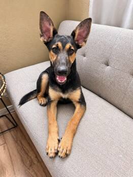 Huxley -  (Courtesy Post) Foster or Adopt Me! -  German Shepherd Dog Dog for Adoption in Lake Forest, California - Huxley -  (Courtesy Post) Foster Or Adopt Me! | PetCurious