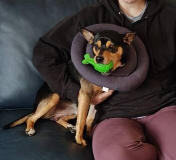 Chihuahua Dogs Available for Adoption - Chumley | PetCurious