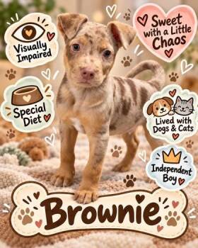 Brownie -  Mixed Breed Dog for Adoption in Largo, Florida - Brownie | PetCurious