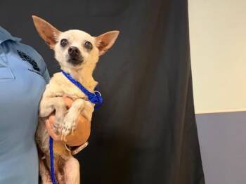 Chihuahua Dogs Available for Adoption - EVA | PetCurious