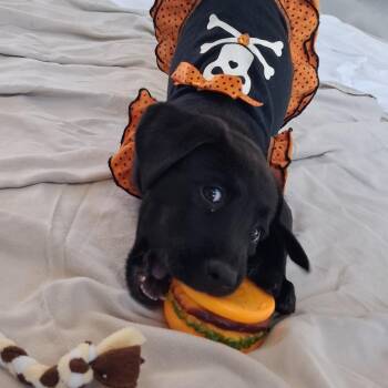 Jazz -  Catahoula Leopard Dog and Black Labrador Retriever Dog for Adoption in Freeport, Florida - Jazz | PetCurious