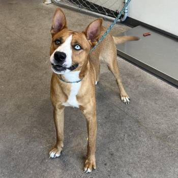 110392 -  Mixed Breed Dog for Adoption in Las Cruces, New Mexico - 110392 | PetCurious