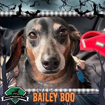 Bailey Boo -  Dachshund Dog for Adoption in San Antonio, Texas - Bailey Boo | PetCurious
