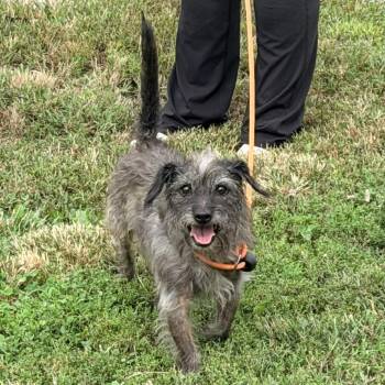 Toto -  Terrier Dog for Adoption in Warrensburg, Missouri - Toto | PetCurious