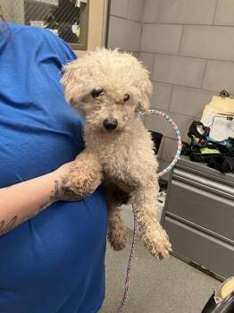 Mixed Breed Dogs Available for Adoption - A1280870 | PetCurious