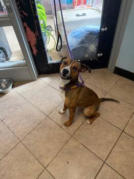 Mixed Breed Dogs Available for Adoption - Scooter | PetCurious