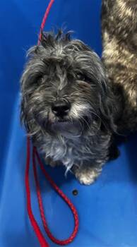 Mixed Breed Dogs Available for Adoption in Dallas, Texas - ASTRA | PetCurious