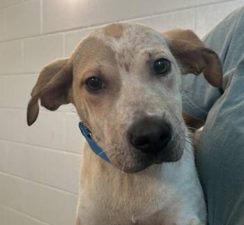 Vegas -  Australian Cattle Dog Blue Heeler Dog for Adoption in Golden, Colorado - Vegas | PetCurious