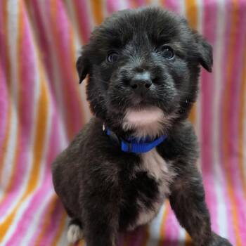 Cumin -  Australian Shepherd and Mixed Breed Dog for Adoption in Olathe, Kansas - Cumin | PetCurious