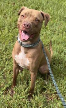 Rescue American Staffordshire Terrier Dogs for Adoption in Fort Lauderdale, Florida - MOCHA | PetCurious