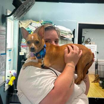 Hannah (Mamacita) -  Chihuahua Dog for Adoption in Pinellas Park, Florida - Hannah (Mamacita) | PetCurious