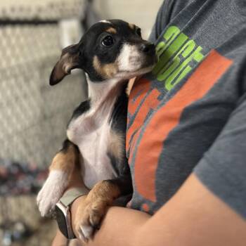 Mixed Breed Dogs Available for Adoption in Austin, Texas - Anahata | PetCurious
