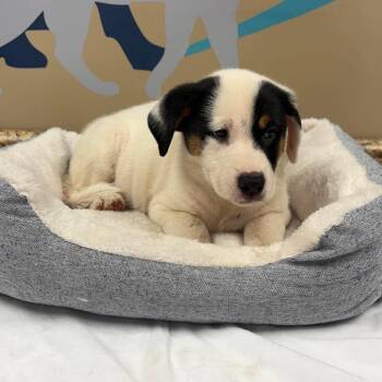 Billy -  Mixed Breed Dog for Adoption in Fredericksburg, Virginia - Billy | PetCurious