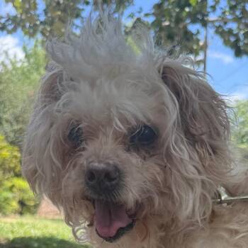 Corbin -  Maltese and Miniature Poodle Dog for Adoption in San Antonio, Texas - Corbin | PetCurious