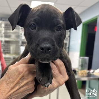 Labrador Retriever Dogs Available for Adoption in Washington, District Of Columbia - Pandora | PetCurious