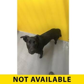 JaCrispy -  Mixed Breed Dog for Adoption in Eugene, Oregon - JaCrispy | PetCurious