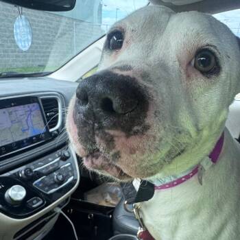 Stella -  Pit Bull Terrier Dog for Adoption in Monroe, Michigan - Stella | PetCurious