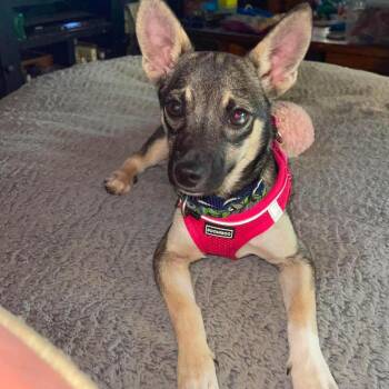 Jill -  Mixed Breed Dog for Adoption in Fredericksburg, Virginia - Jill | PetCurious