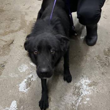 Mixed Breed Dogs Available for Adoption - Miller | PetCurious