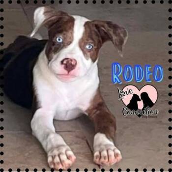 Rodeo -  Pit Bull Terrier Dog for Adoption in Gilbert, Arizona - Rodeo | PetCurious