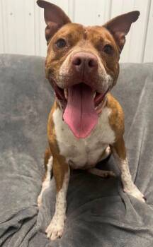 Rosie -  Mixed Breed Dog for Adoption in Davenport, Iowa - Rosie | PetCurious