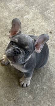 Lilly -  French Bulldog Dog for Sale in Rayne, Louisiana - Lilly | PetCurious