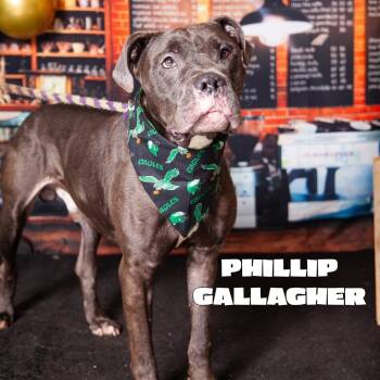 Rescue Mixed Breed Dogs for Adoption in Philadelphia, Pennsylvania - Phillip Gallagher | PetCurious