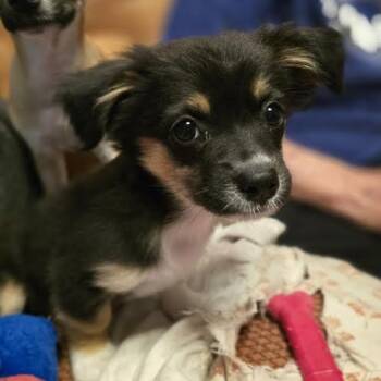 Kari Okie -  Chihuahua Dog for Adoption in Midlothian, Virginia - Kari Okie | PetCurious