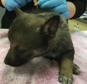 Siberian Husky and Mixed Breed Dogs Available for Adoption in Riverside, California - MOON | PetCurious