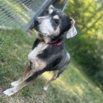 Edith -  Australian Shepherd and Terrier Dog for Adoption in Cabot, Arkansas - Edith | PetCurious
