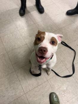 Terrier and Mixed Breed Dogs Available for Adoption in Mineral, Virginia - Roblox | PetCurious