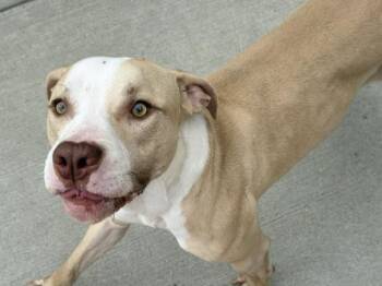 Pit Bull Terrier Dogs Available for Adoption in Tulsa, Oklahoma - CHEIF | PetCurious