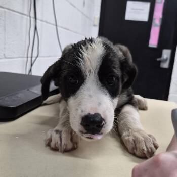 Jarvis -  Mixed Breed Dog for Adoption in Ardmore, Oklahoma - Jarvis | PetCurious