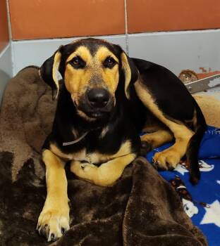 STACEY -  German Shepherd Dog and Mixed Breed Dog for Adoption in Houston, Texas - STACEY | PetCurious