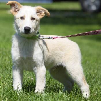 Lime -  Great Pyrenees and Shepherd Dog for Adoption in South Elgin, Illinois - Lime | PetCurious