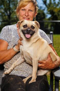 Jay -  Pug and French Bulldog Dog for Adoption in Chester Springs, Pennsylvania - Jay | PetCurious