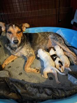 Andie -  Australian Cattle Dog Blue Heeler Dog for Adoption in Marietta, Georgia - Andie | PetCurious