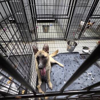 Jagger -  German Shepherd Dog Dog for Adoption - Jagger | PetCurious