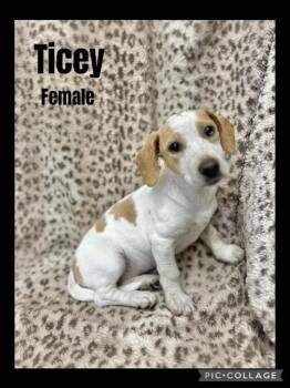 Rescue Beagle and Dachshund Dogs for Adoption in Manchester, Connecticut - Ticey | PetCurious