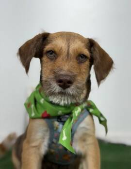 Tokyo-One of our Amazing Rescue Dogs -  Border Terrier and Labrador Retriever Dog for Adoption in Carlsbad, California - Tokyo-One Of Our Amazing Rescue Dogs | PetCurious