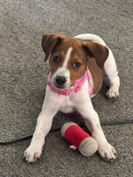 Beagle Dogs Available for Adoption in Crystal Lake, Illinois - Raya | PetCurious
