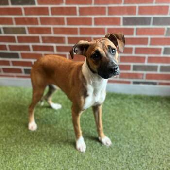 CORTLYNN -  Mixed Breed Dog for Adoption in Edmond, Oklahoma - CORTLYNN | PetCurious
