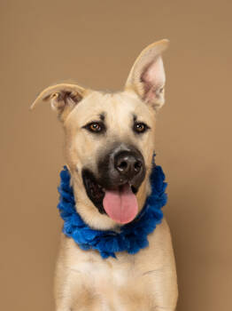 Rescue Mixed Breed Dogs for Adoption in Atlanta, Georgia - Drakkons | PetCurious