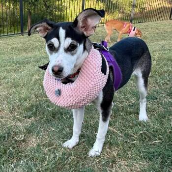 Maizie C808 -  Chihuahua and Corgi Dog for Adoption in Allen, Texas - Maizie C808 | PetCurious
