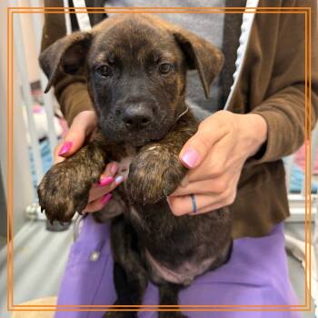 Roger Radix -  Plott Hound and Mixed Breed Dog for Adoption in Austin, Texas - Roger Radix | PetCurious