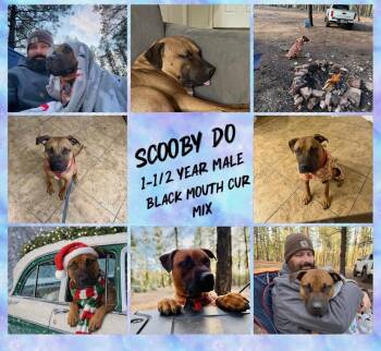 Black Mouth Cur Dogs Available for Adoption in Mesa, Arizona - SCOOBY DO – 1-1/2 YEAR BLACK MOUTH CUR MIX MALE  | PetCurious