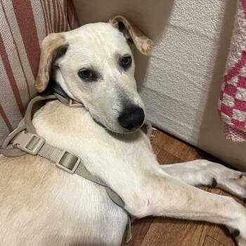 Rescue Labrador Retriever and Mixed Breed Dogs for Adoption in Quincy, Florida - Arlo | PetCurious